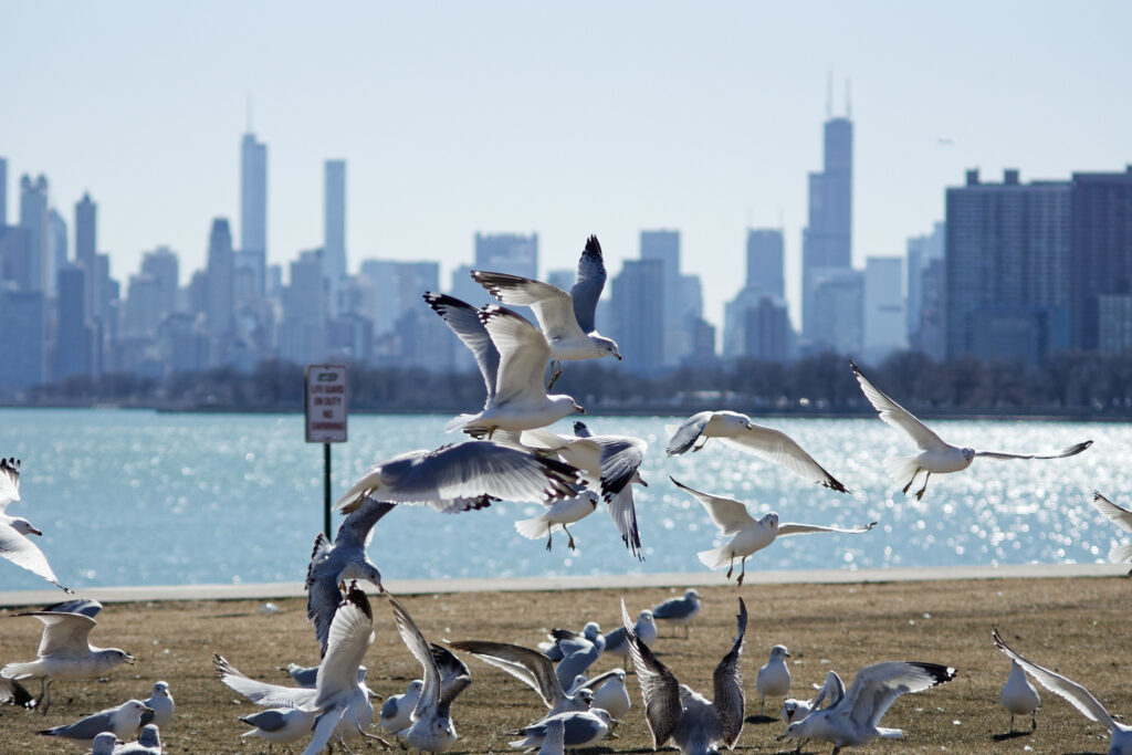 Birds in Flight, Sony A-77